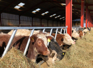 Hale dla nowoczesnego rolnictwa