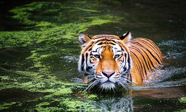 Jaka krotność lunety na polowaniu zbiorowym? Jaka krotność lunety na polowaniu zbiorowym?