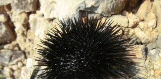 Co zrobić jak staniesz na jeżowca?