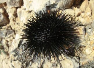 Co zrobić jak staniesz na jeżowca?