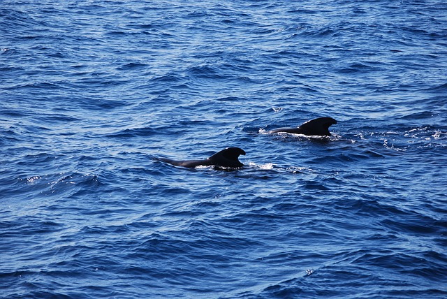 Co lepsze do morsowania buty czy skarpety? Co lepsze do morsowania buty czy skarpety?