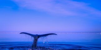 Po co płetwy do pływania?