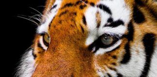 Jak rozpoznać gdzie jest nose a gdzie tail?