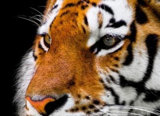 Jak rozpoznać gdzie jest nose a gdzie tail?