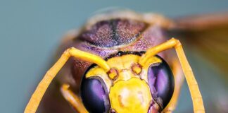 Ile kosztuje górna szczeka na 4 implantach?