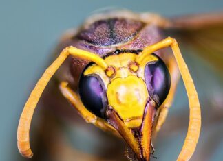 Ile kosztuje górna szczeka na 4 implantach?