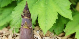 Czy warto robić koronki na zębach?