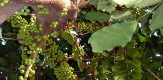 Jak długo zarasta suchy zębodół?