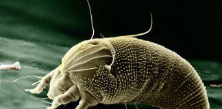 Jakie powiększenie na 50m?