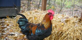 Czy jak wbije bile przeciwnika to jest faul?