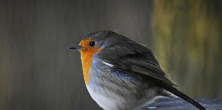 O co chodzi z 12 3 30?