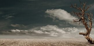 Po jakim czasie robi się suchy zębodół?