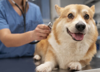 Środki uspokajające dla psa