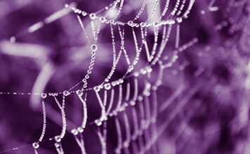 Jakie są oryginalne torebki? Jakie są oryginalne torebki?