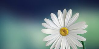 Czy biała torebka pasuje do czarnej sukienki?