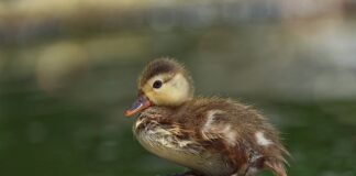 Co zrobić jak zbije się puch w kurtce?