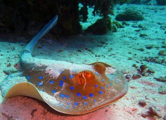 Jaki krój płaszcza dla niskiej osoby?